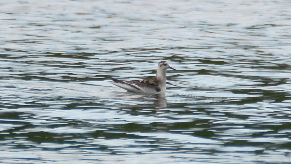 Red Phalarope - ML33322511