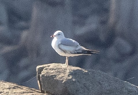 Ring-billed Gull - ML333225331