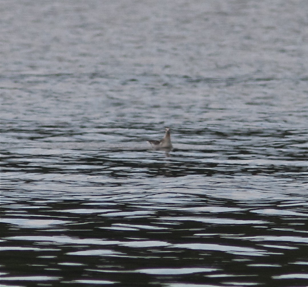 Red Phalarope - ML33322541