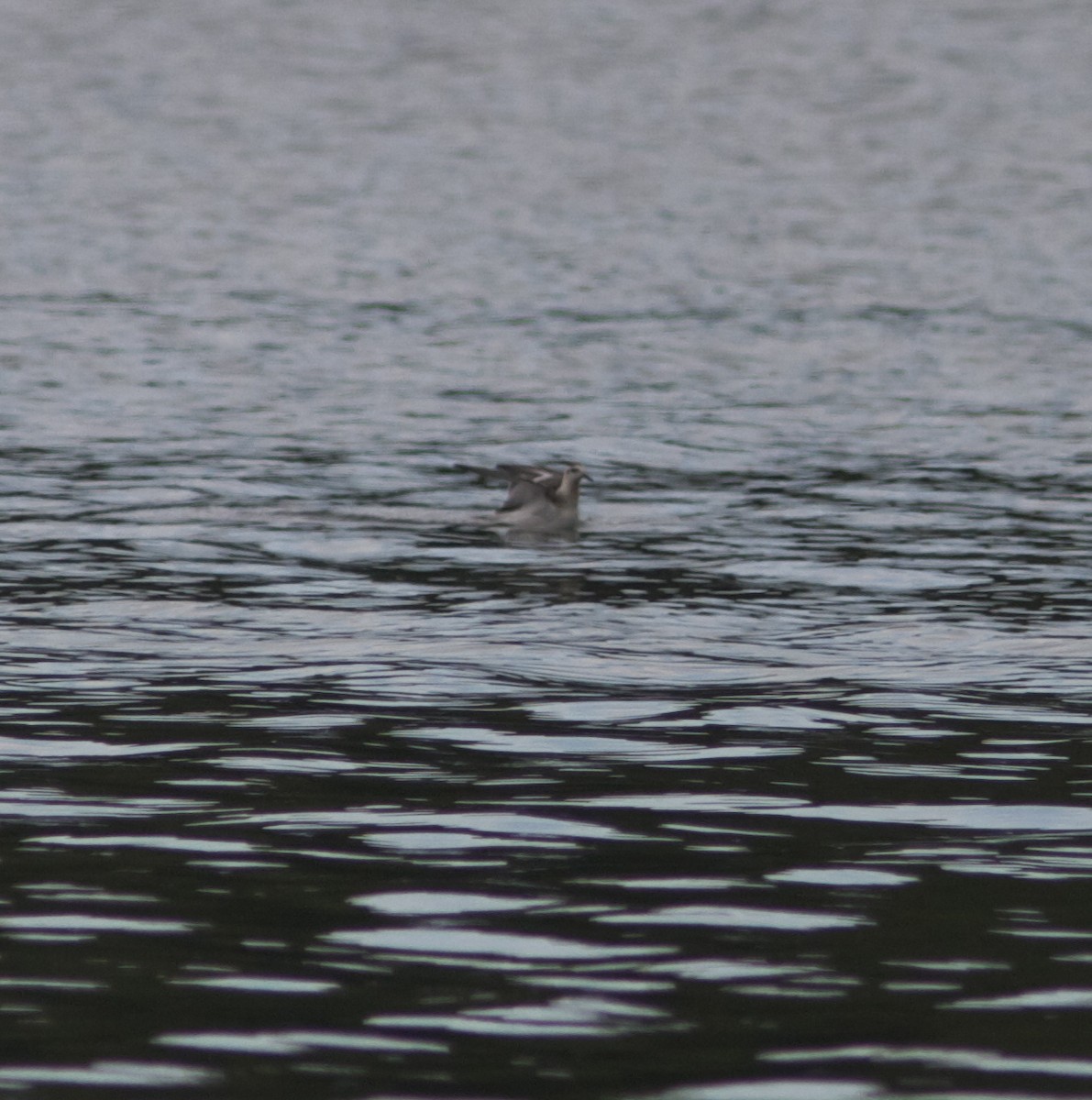 Red Phalarope - ML33322551