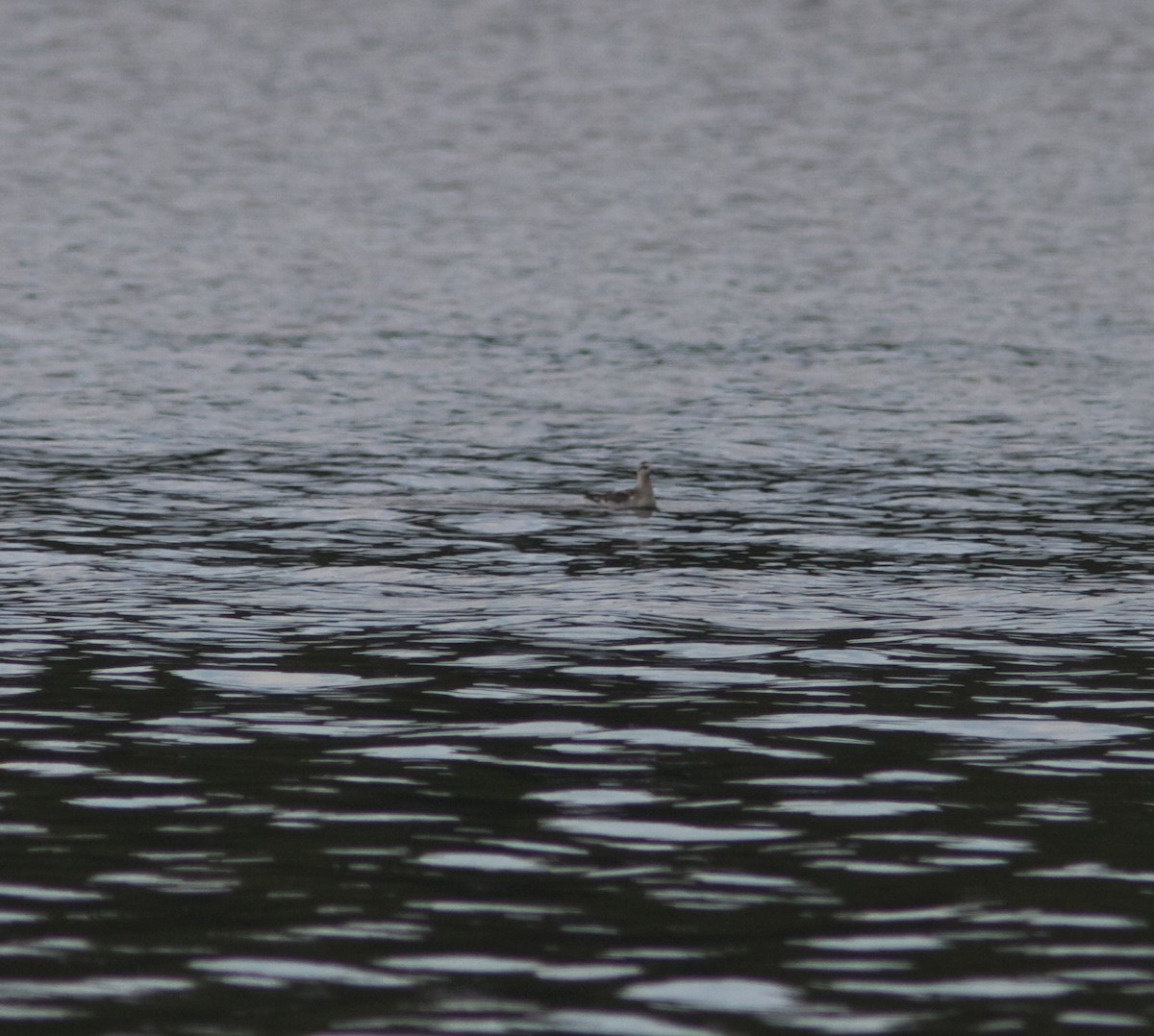 Red Phalarope - ML33322571