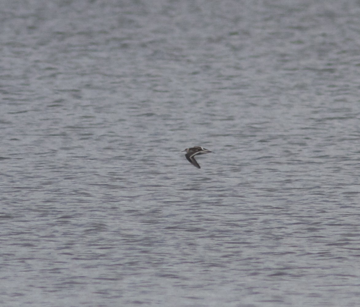 Red Phalarope - ML33322581
