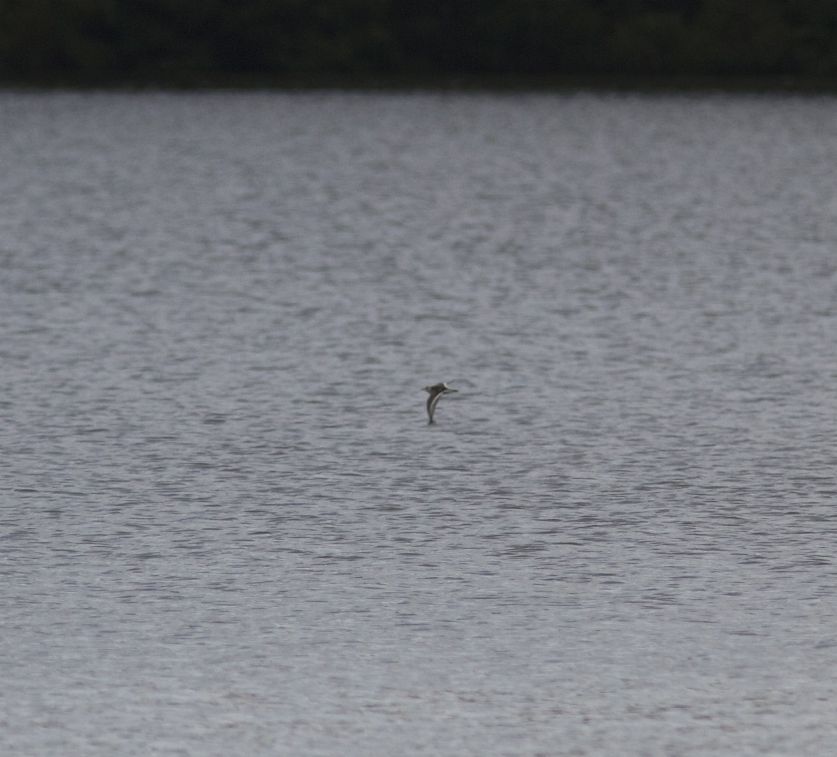 Red Phalarope - ML33322591