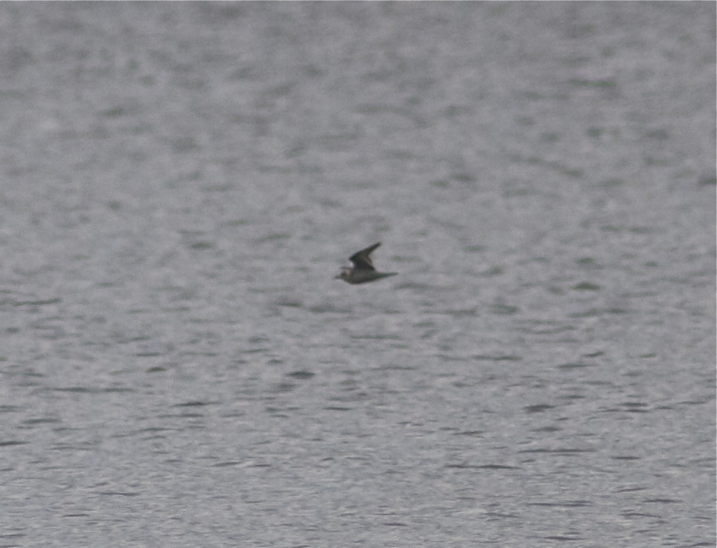 Red Phalarope - ML33322601
