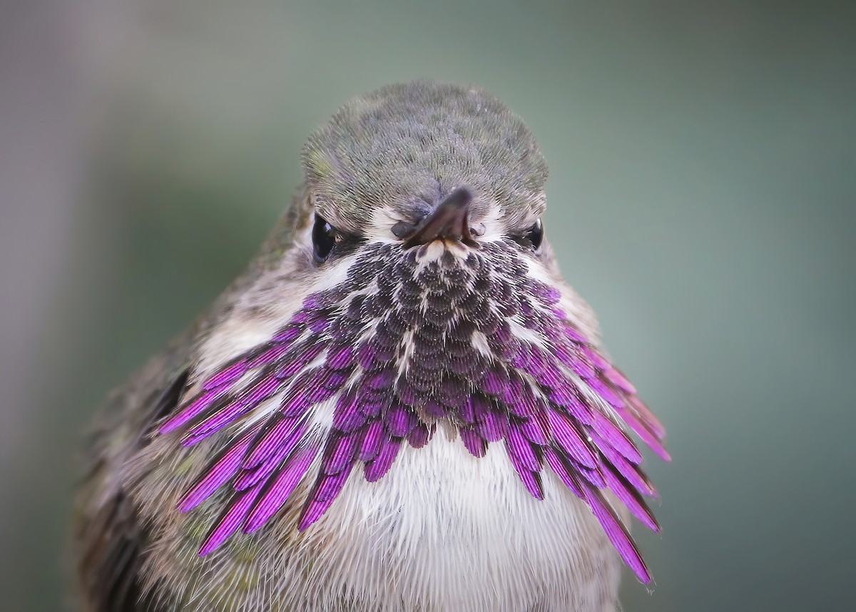 Calliope Hummingbird - ML333226331