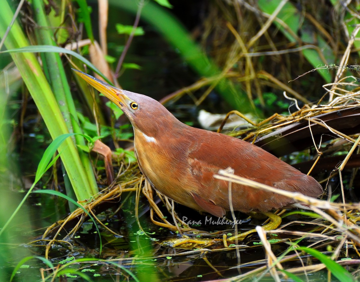 Cinnamon Bittern - Rana Mukherjee