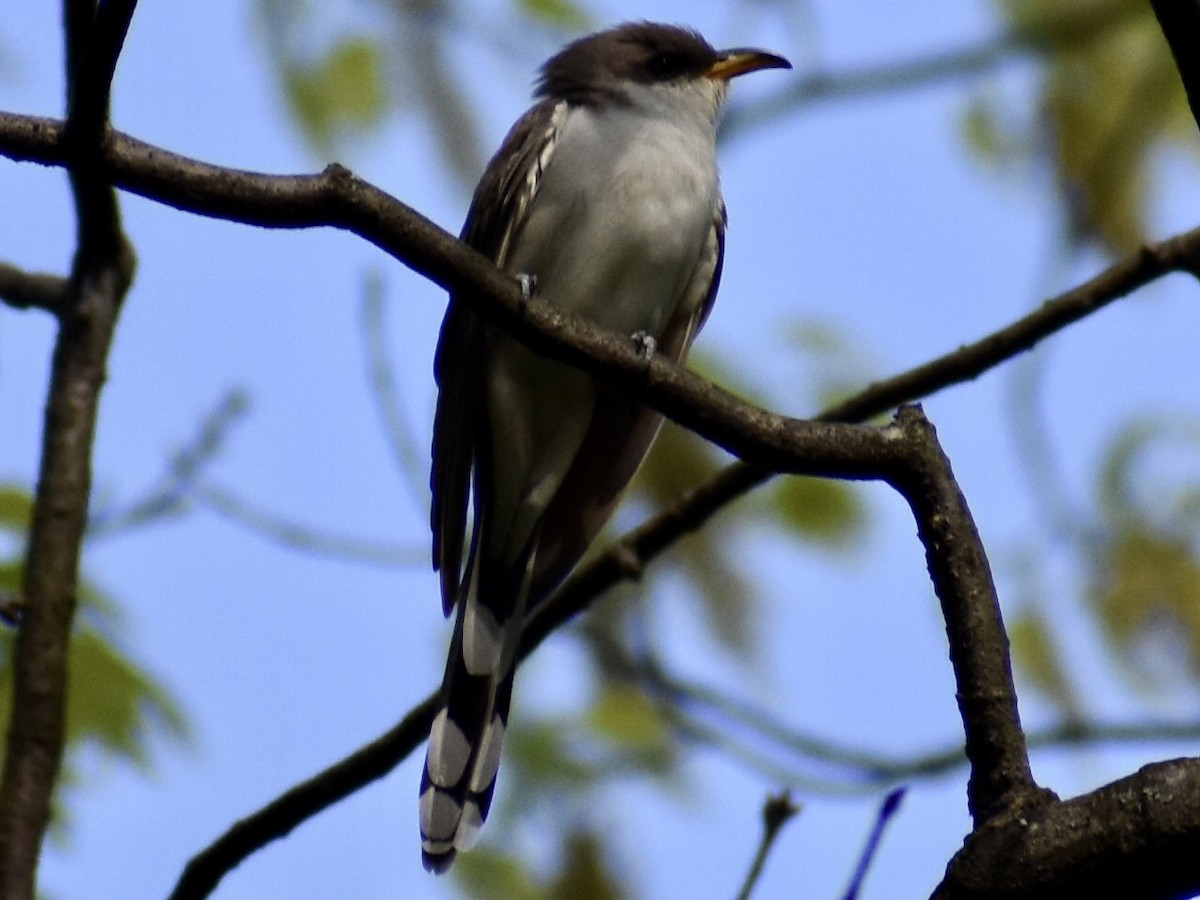 Yellow-billed Cuckoo - ML333228401