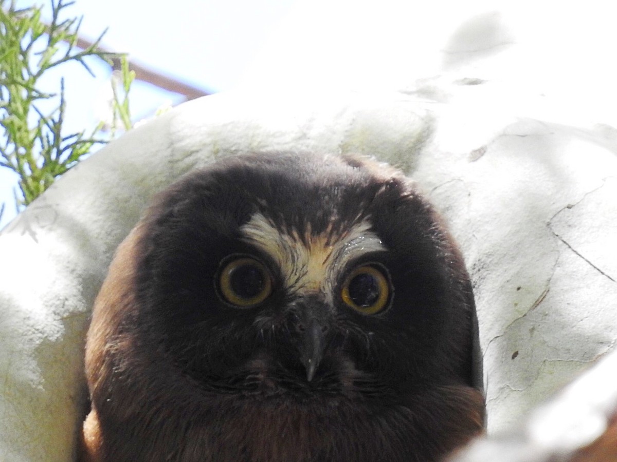 Northern Saw-whet Owl - ML333228831