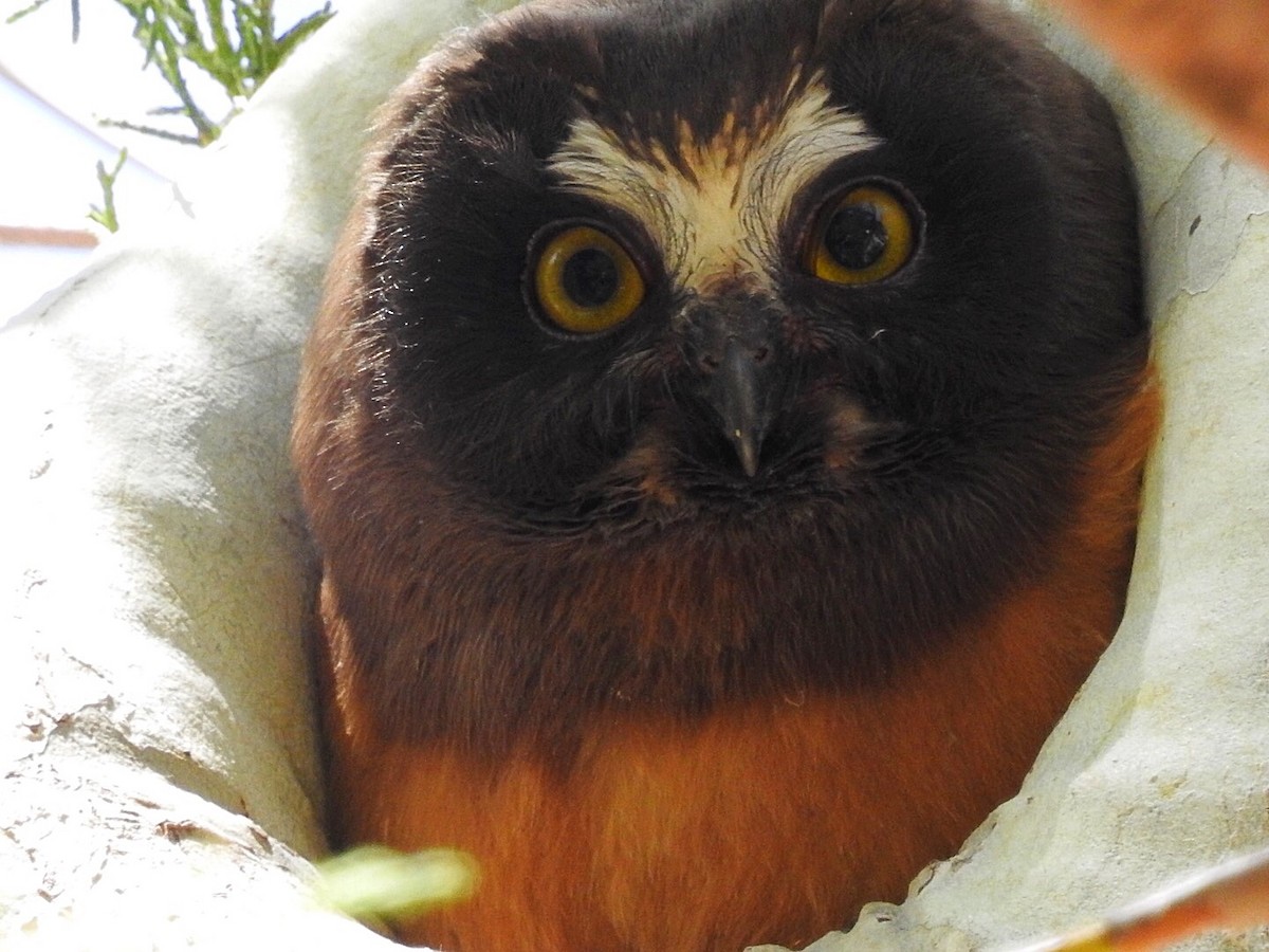 Northern Saw-whet Owl - ML333228861