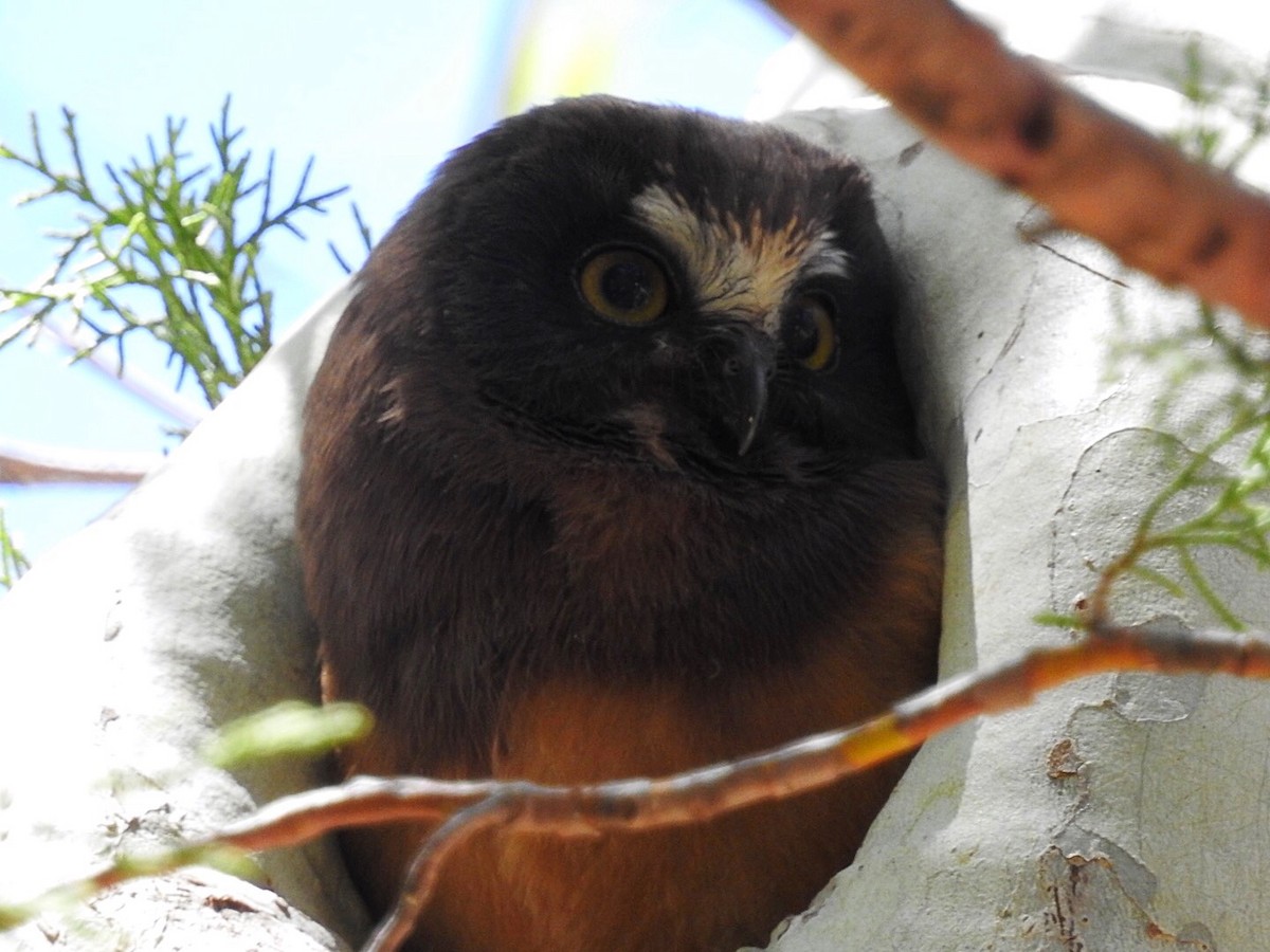 Northern Saw-whet Owl - ML333228931