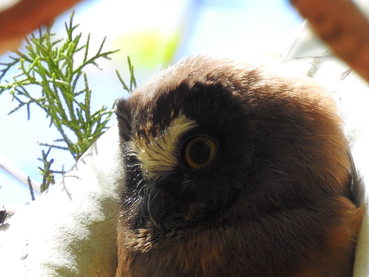 Northern Saw-whet Owl - ML333228961