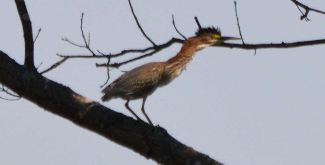 Green Heron - ML33322931