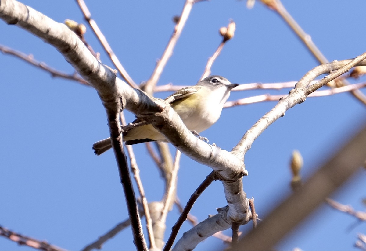 Blue-headed Vireo - Art Jacques