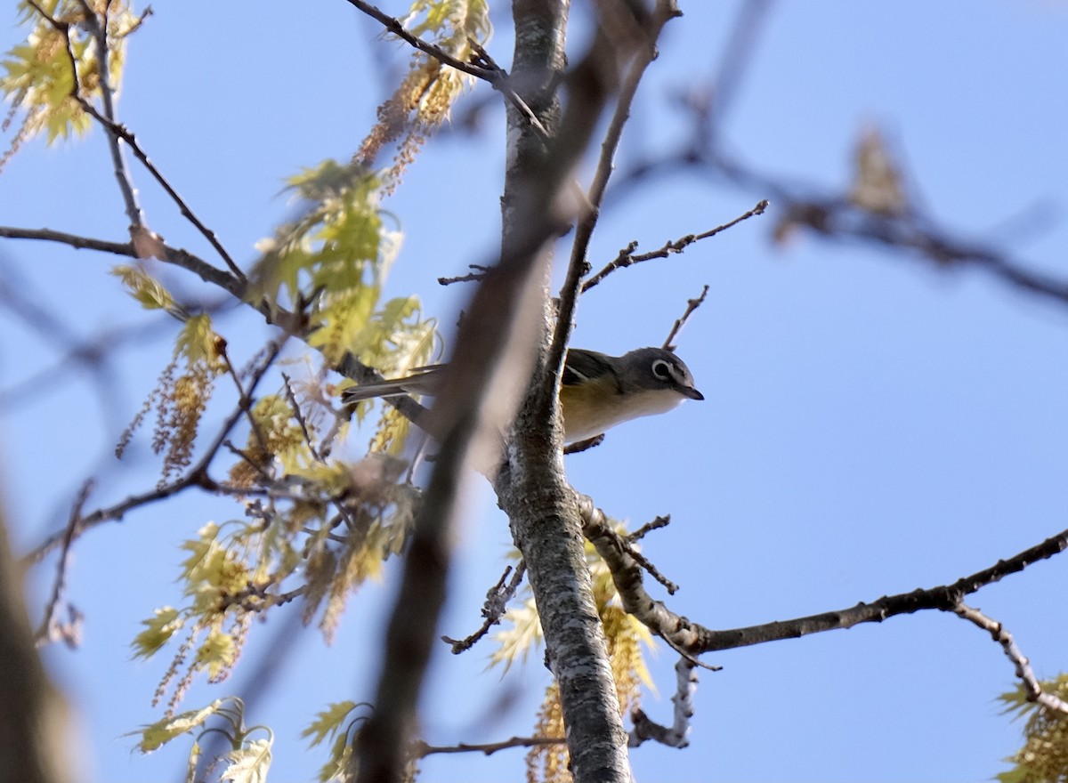 Blue-headed Vireo - Art Jacques