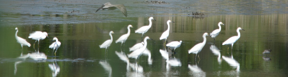 Snowy Egret - ML33323201
