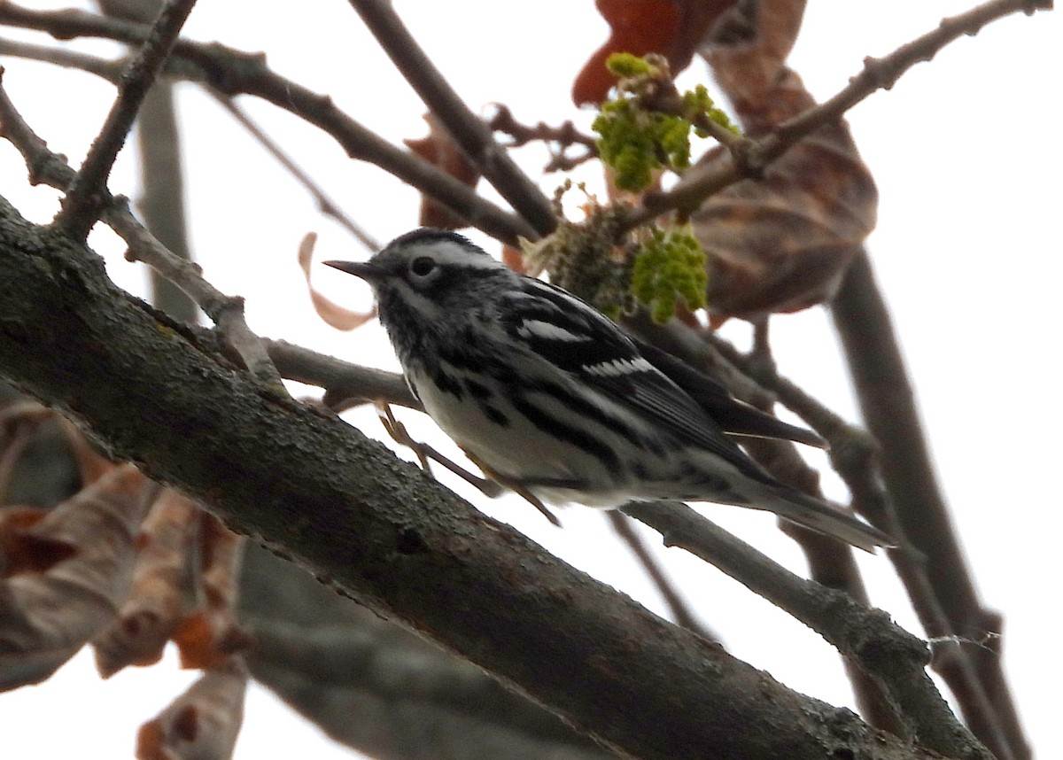 Black-and-white Warbler - ML333232251