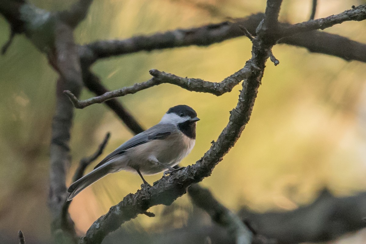 Carolina Chickadee - ML33323261