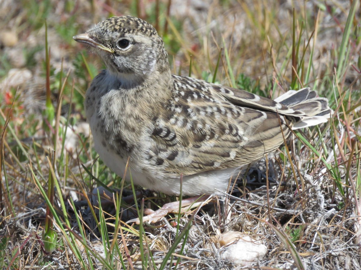 Horned Lark - Bryant Olsen