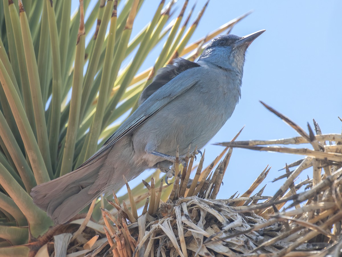 Pinyon Jay - Bruce Aird