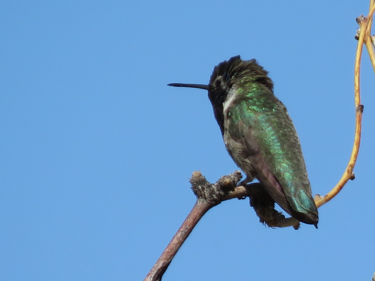 Costa's Hummingbird - ML333234551