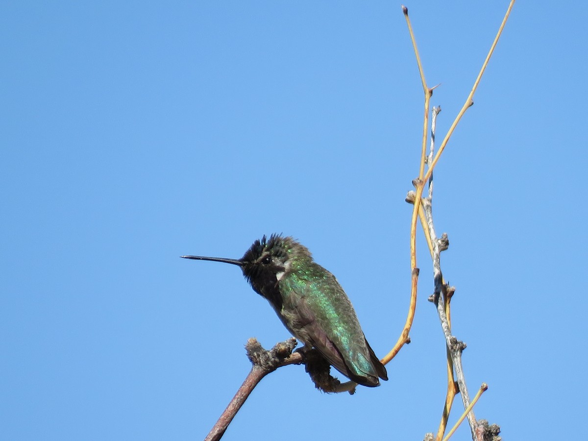 Costa's Hummingbird - ML333234581