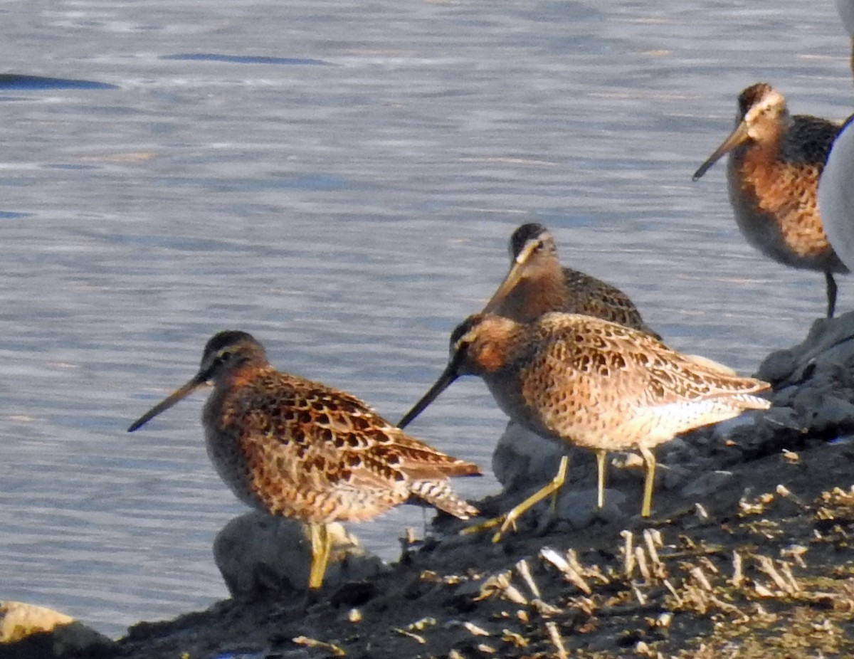 Long-billed Dowitcher - ML333235181