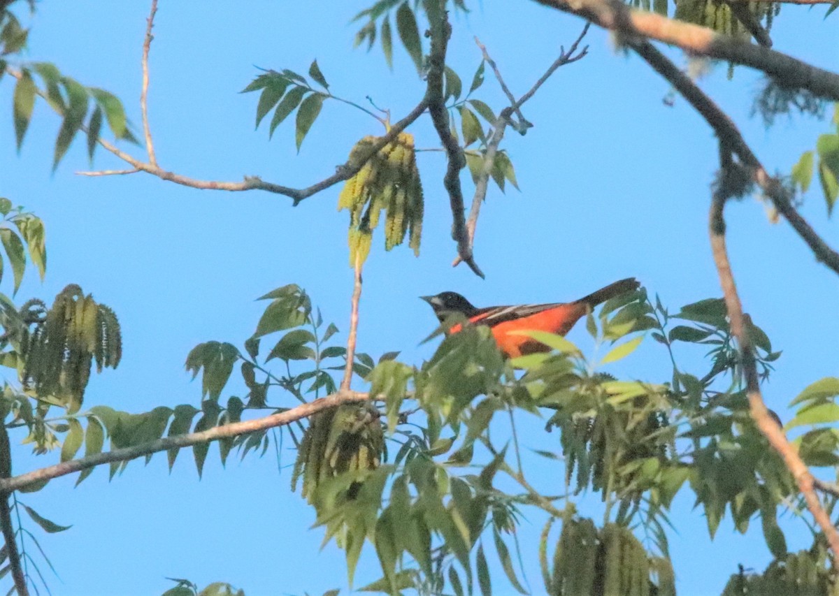 Baltimore Oriole - ML333236841