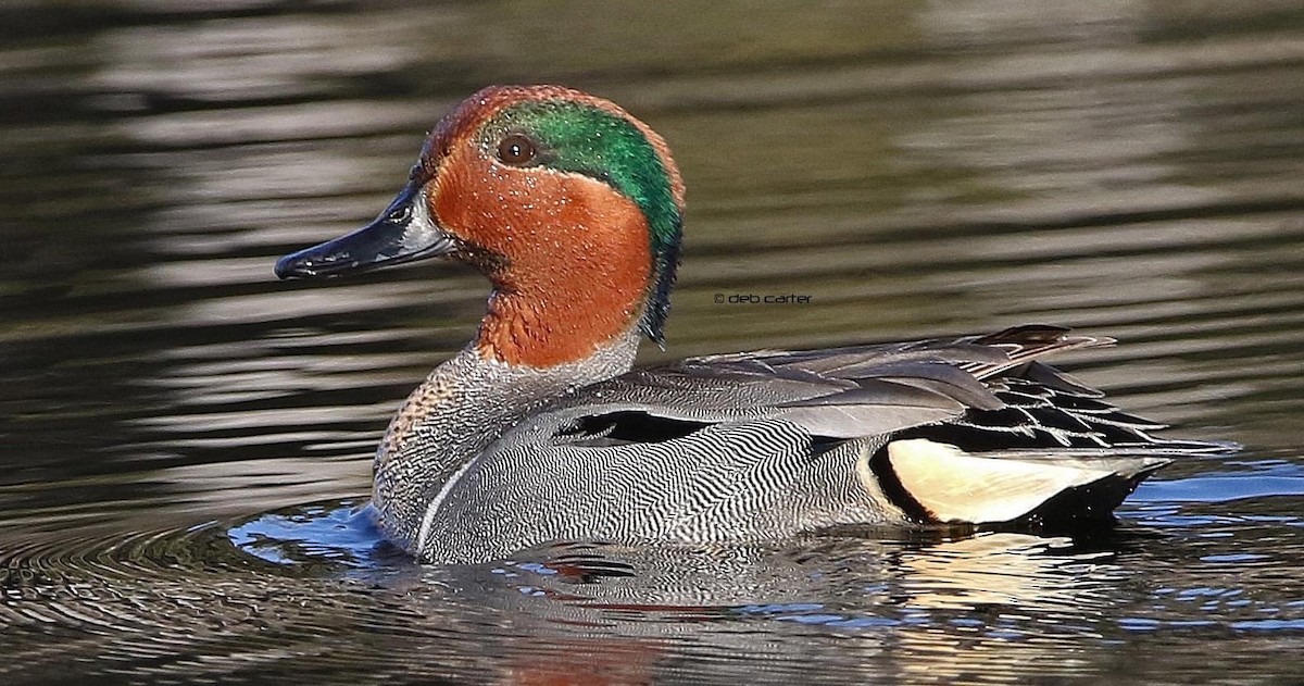 Green-winged Teal - ML333237601