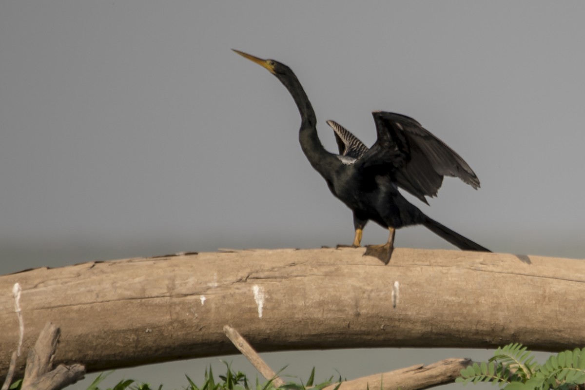 Anhinga - ML33323831