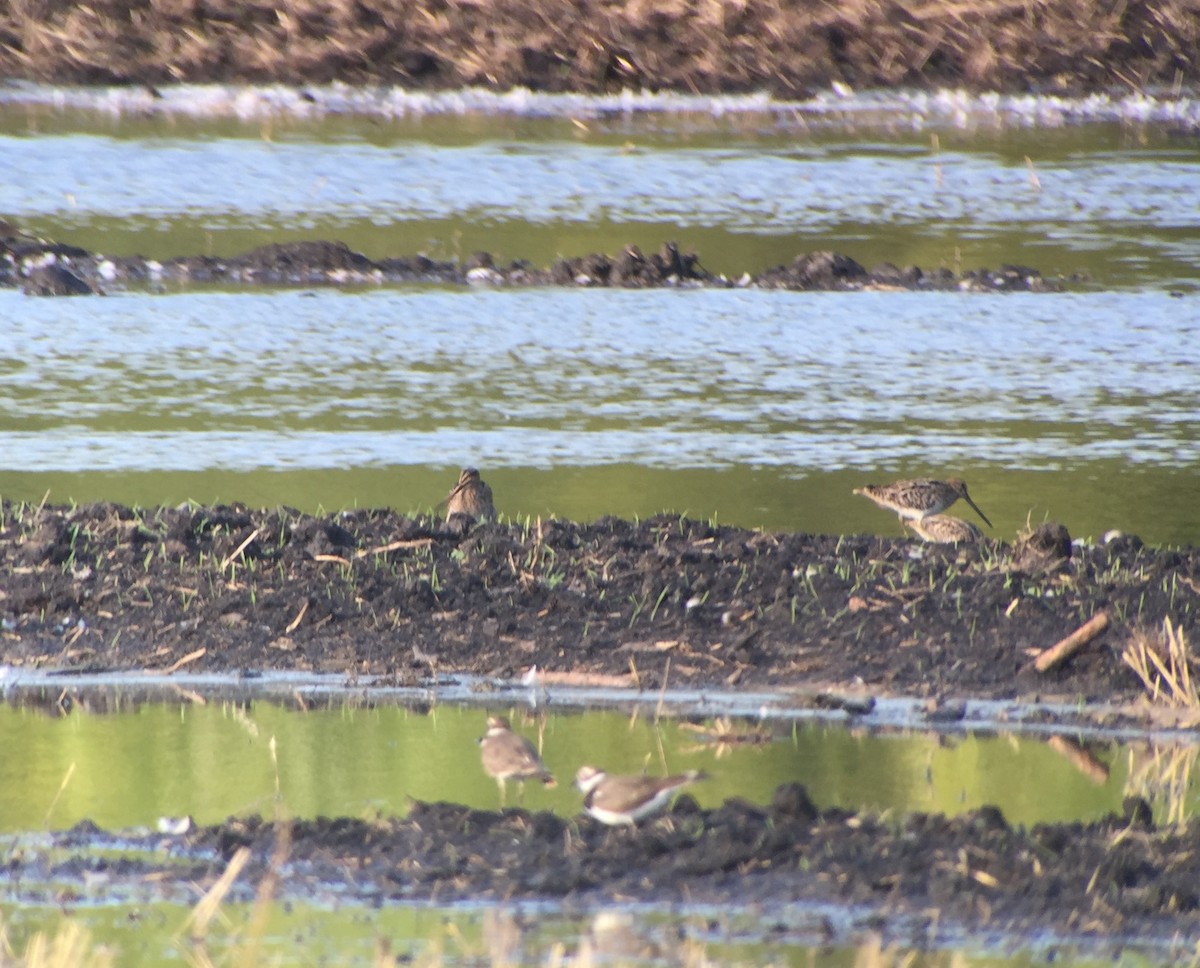 Wilson's Snipe - ML33323911