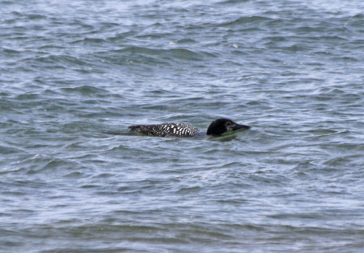 Common Loon - ML333239791