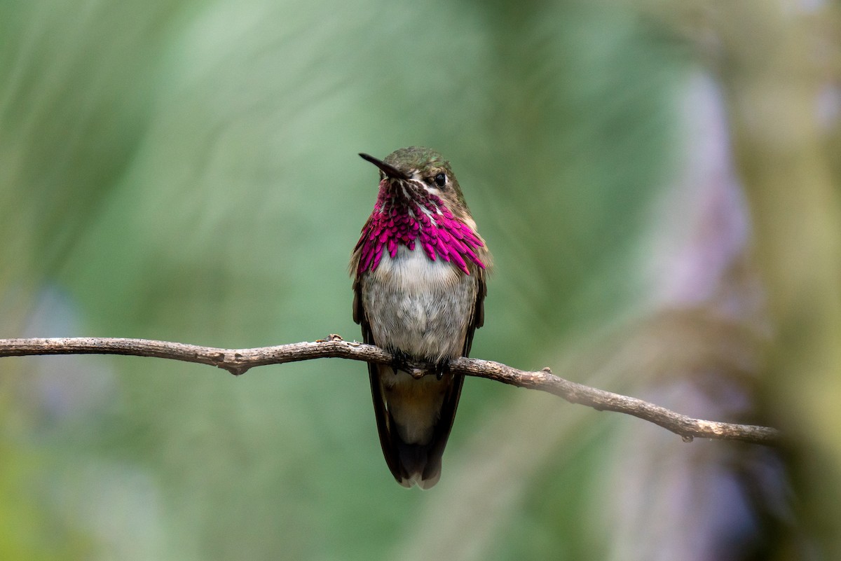 Calliope Hummingbird - ML333241701