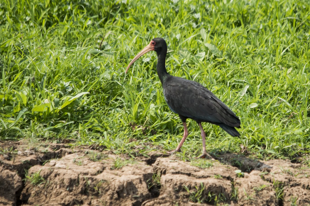 rødmaskeibis - ML33324251