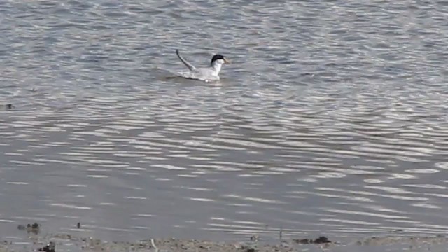 Least Tern - ML333242581