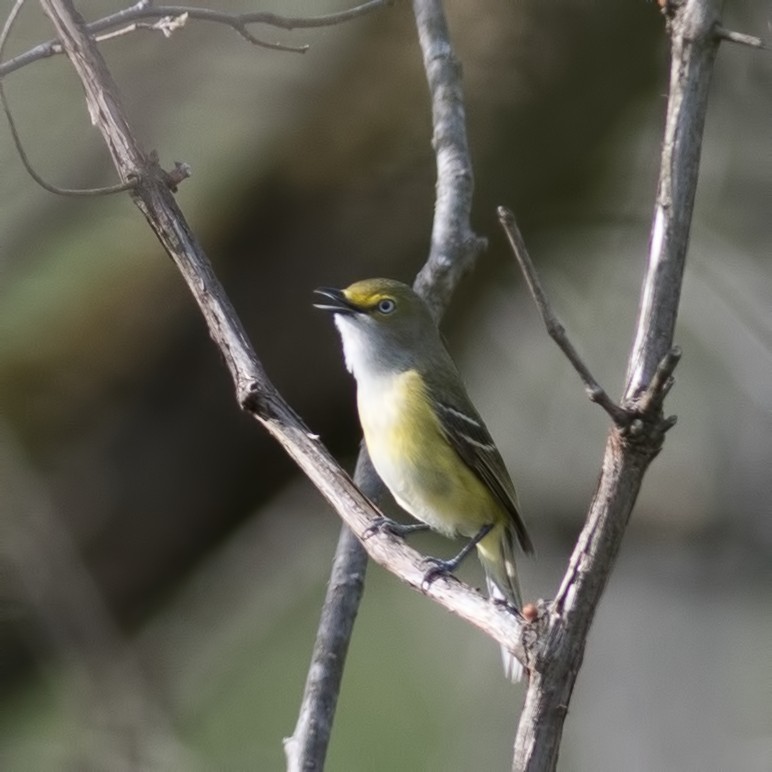 White-eyed Vireo - ML333242871