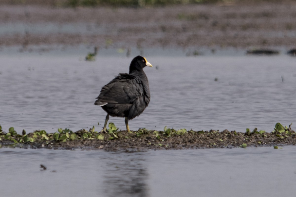 Foulque leucoptère - ML33324361