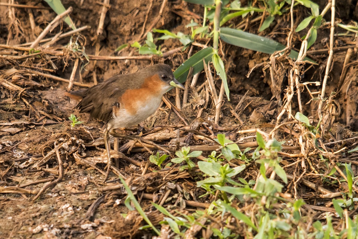 Rufous-sided Crake - Luiz Carlos Ramassotti