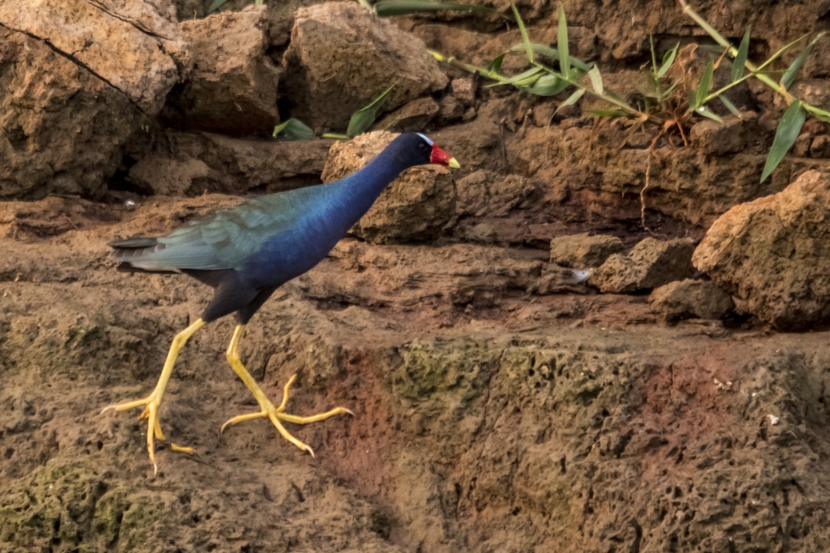 Purple Gallinule - ML33324421