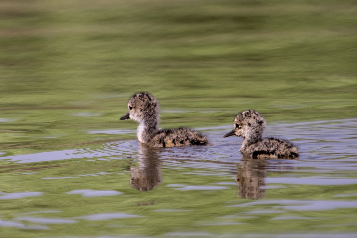 Black-necked Stilt - ML33324481