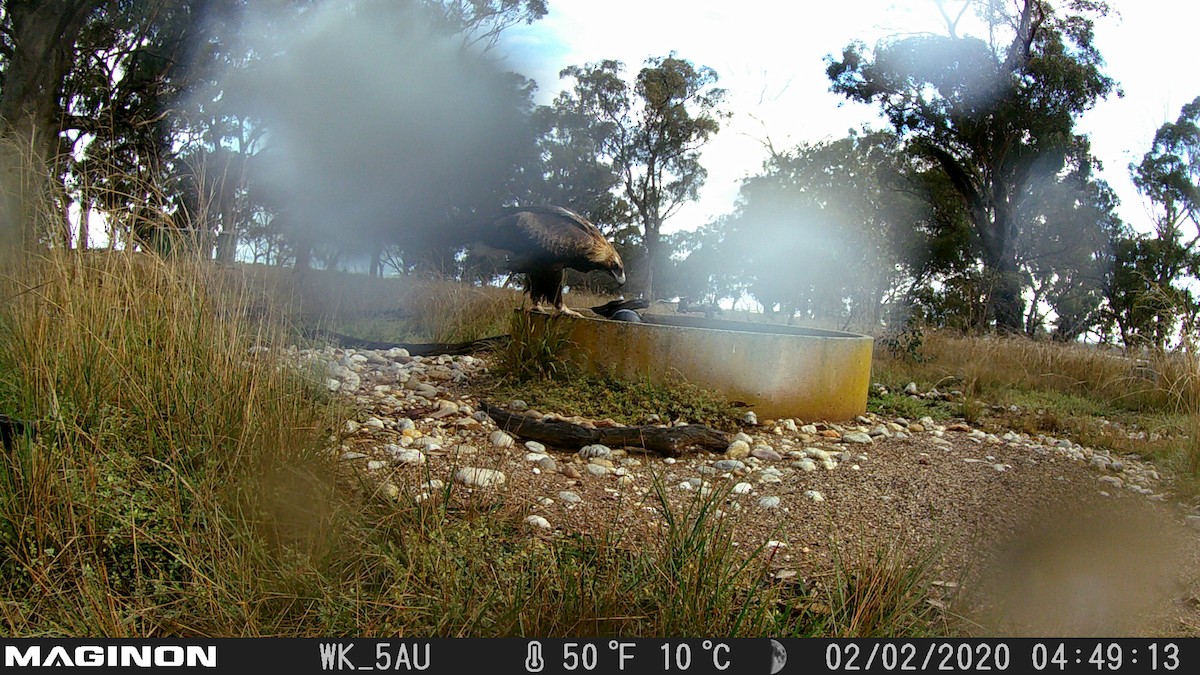 Wedge-tailed Eagle - ML333245421