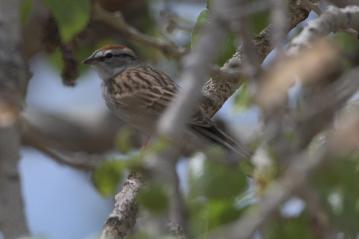 Spizella sp./American Tree Sparrow - ML333245961