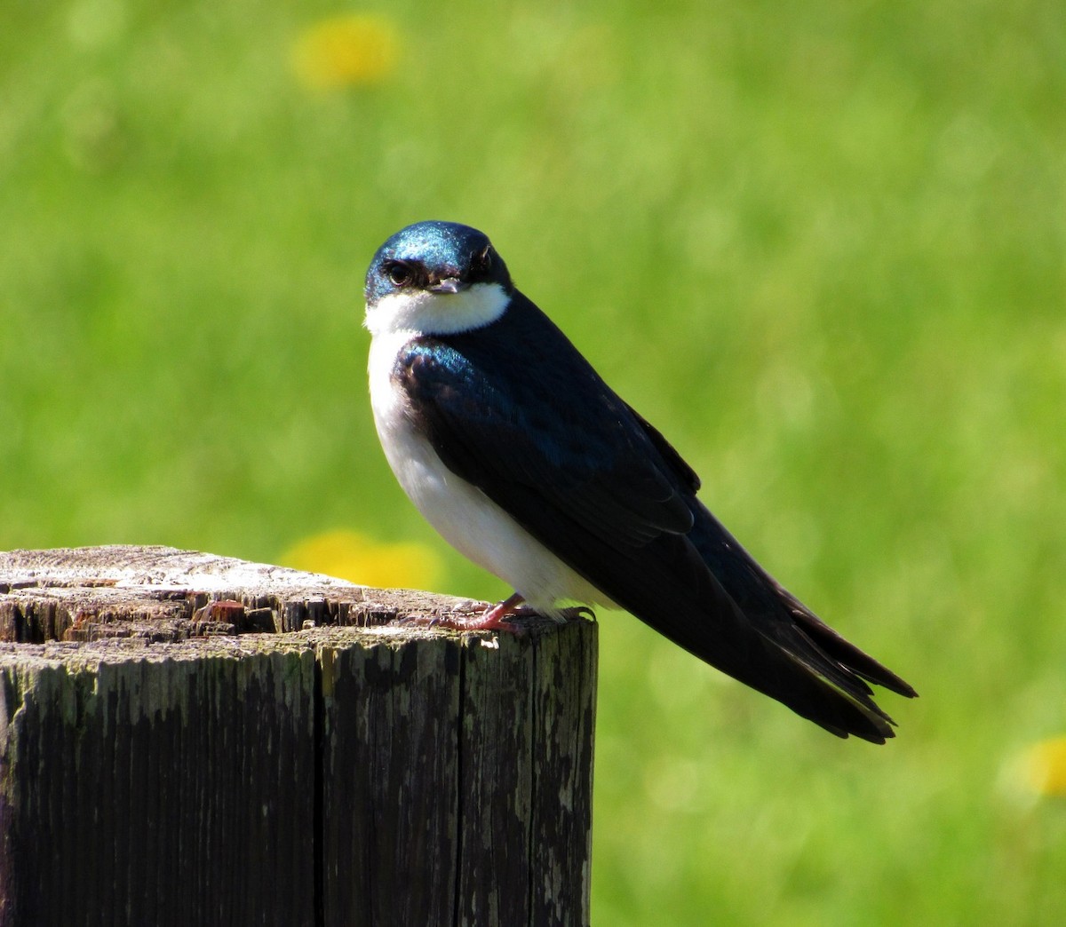Tree Swallow - ML333246041