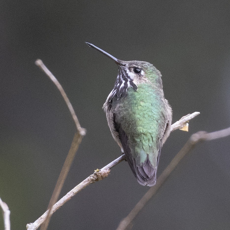 Calliope Hummingbird - ML333246191