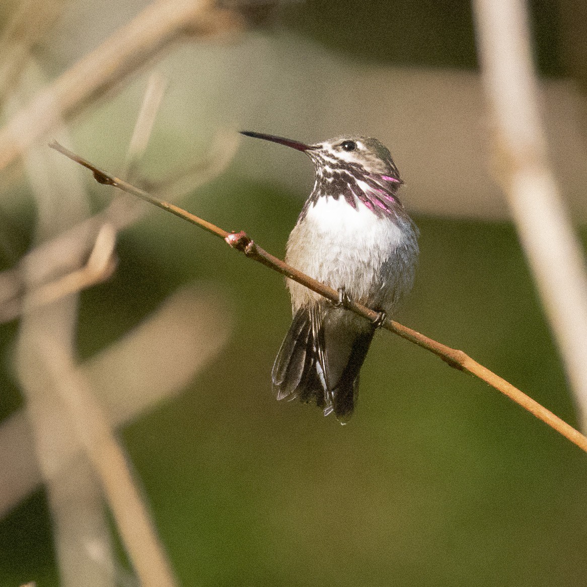 Colibrí Calíope - ML333246231