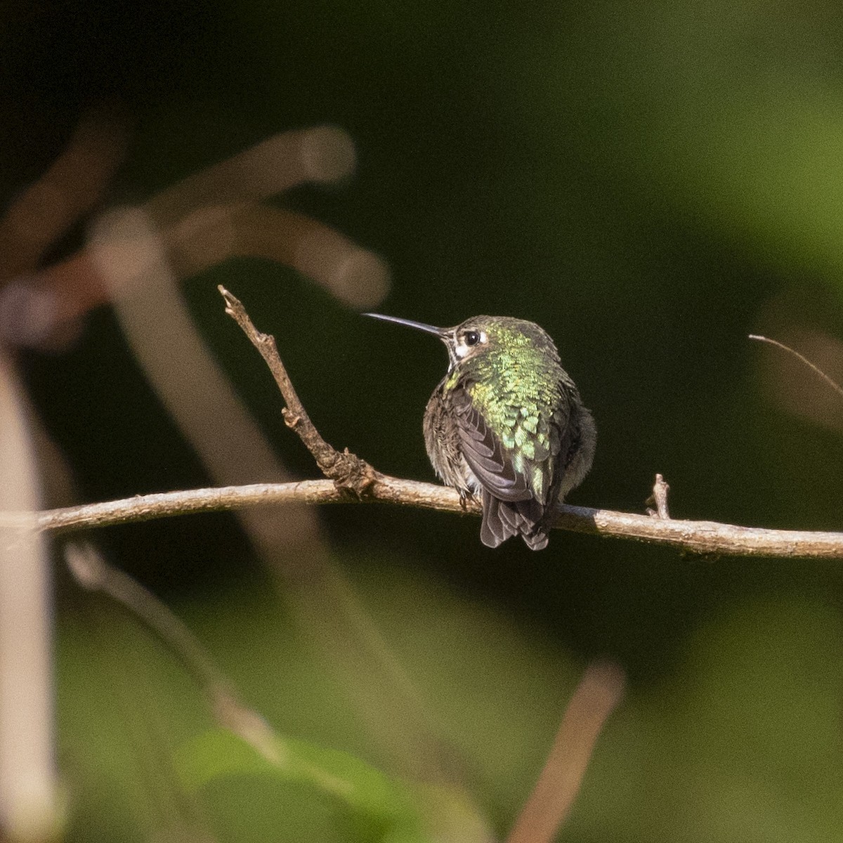 Calliope Hummingbird - ML333246241