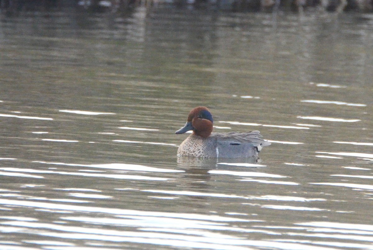 Green-winged Teal (American) - ML333246391