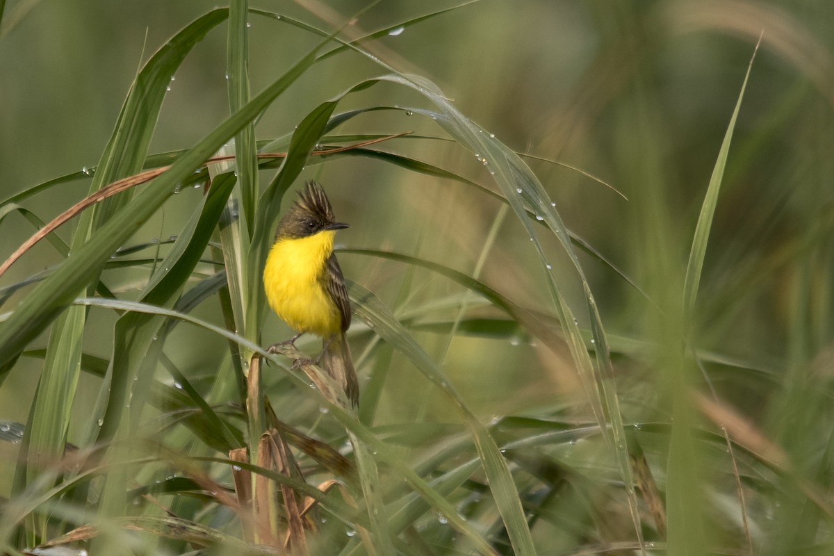 Crested Doradito - ML33324651