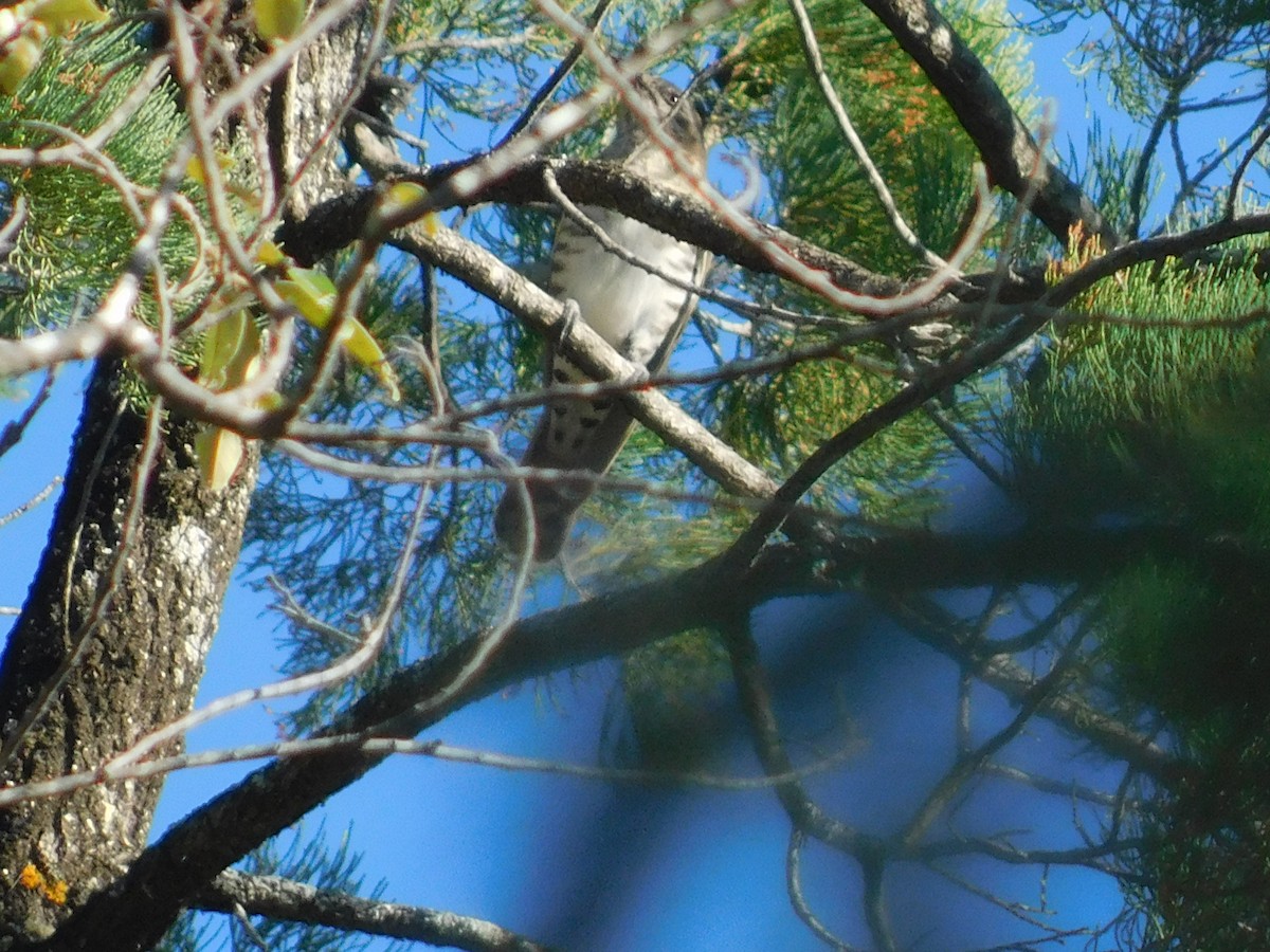 Horsfield's Bronze-Cuckoo - ML333246631