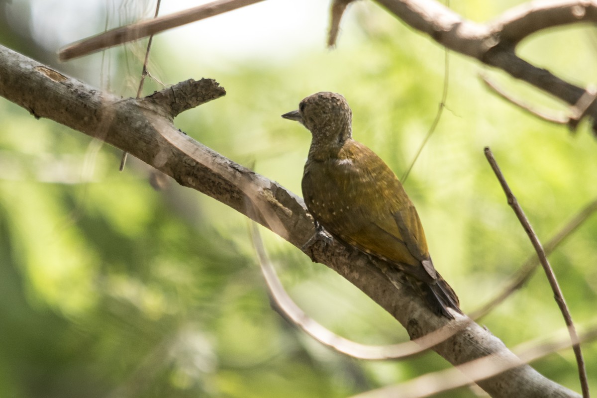 Little Woodpecker - Luiz Carlos Ramassotti