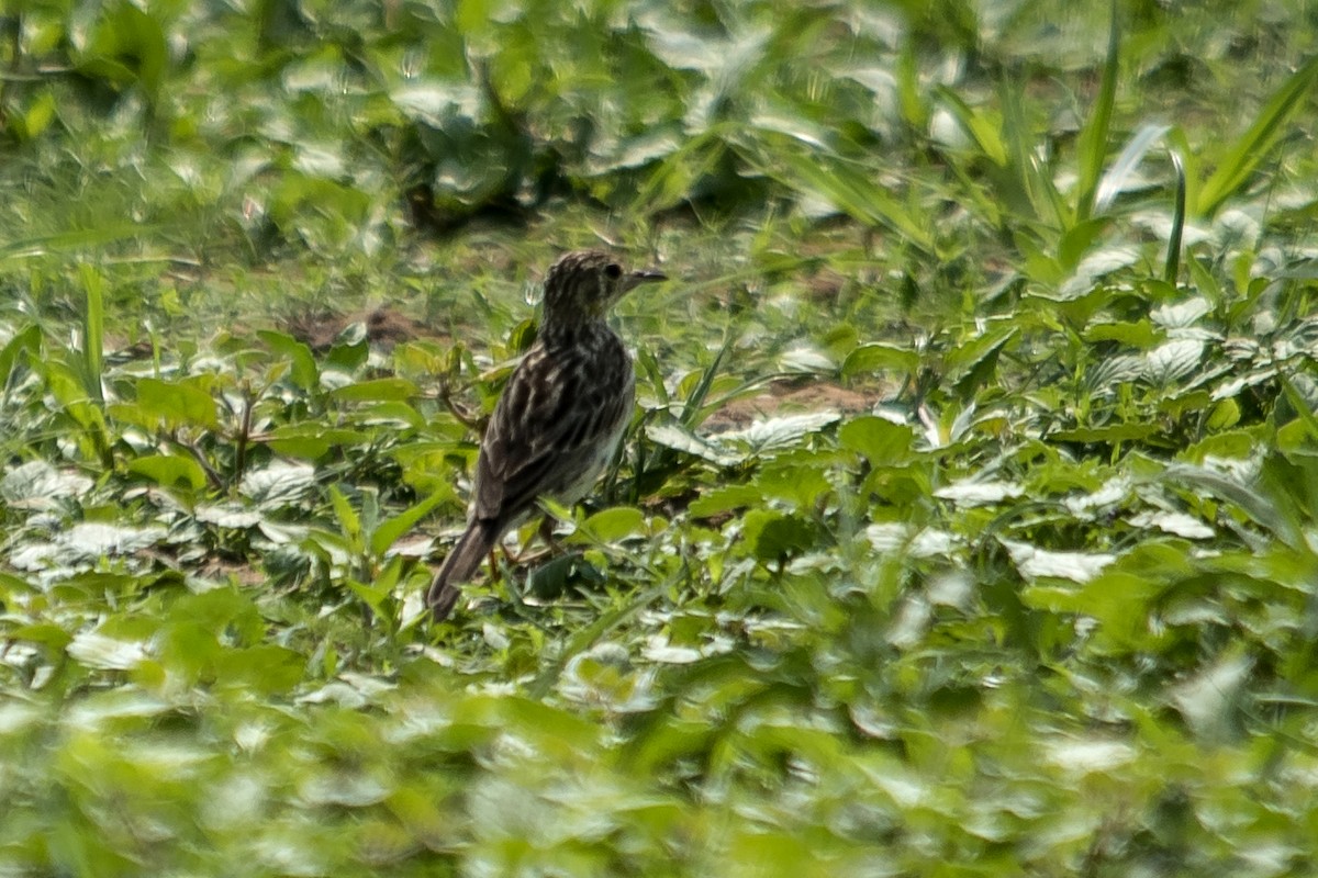 Yellowish Pipit - ML33324711